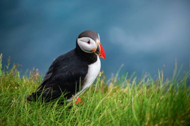 Auk ailesinde Vahşi Atlantik puffin seabird.