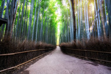 Arashiyama Bambu Ormanı ünlü yer Kyoto Japonya