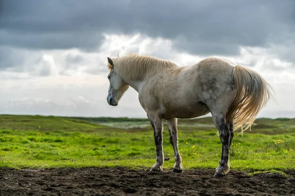 Ισλανδικό άλογο στη γραφική φύση της Ισλανδίας. — Φωτογραφία Αρχείου