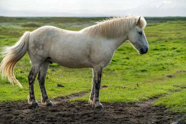 Cavalo islandês na natureza cênica da Islândia. — Fotografia de Stock