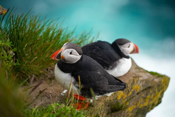 Wild Atlantic puffin seabird in the auk family.