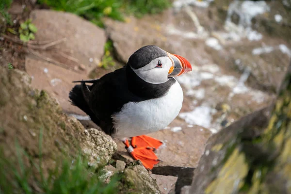 Aves de mar del frailecillo atlántico salvaje en la familia auk . — Foto de Stock