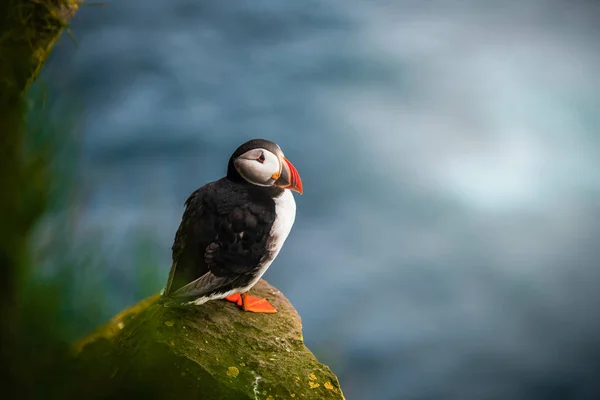 Wild Atlantic Puffin Seabird w rodzinie Auk. — Zdjęcie stockowe