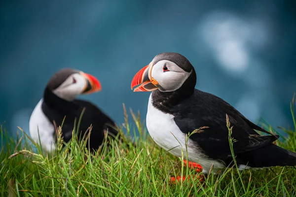 Macareux macareux dans la famille des pingouins . — Photo