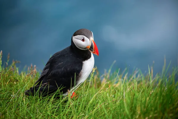 Wilde Atlantische papegaaiduiker zeevogel in de auk familie. — Stockfoto