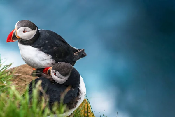 Macareux macareux dans la famille des pingouins . — Photo
