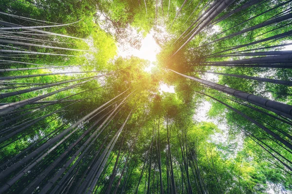 Arashiyama Floresta de Bambu lugar famoso Kyoto Japão — Fotografia de Stock