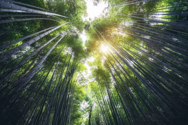 荒山竹林著名地方 京都 日本 — 图库照片