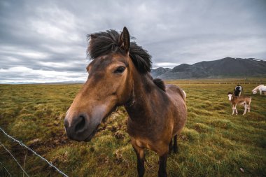 İzlanda 'nın manzaralı doğasında İzlanda atı.