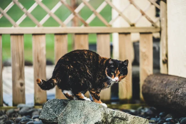 Evin dışında siyah ve kahverengi renkli kedi. — Stok fotoğraf