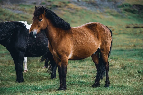 Cavallo islandese nella natura panoramica dell'Islanda. — Foto Stock