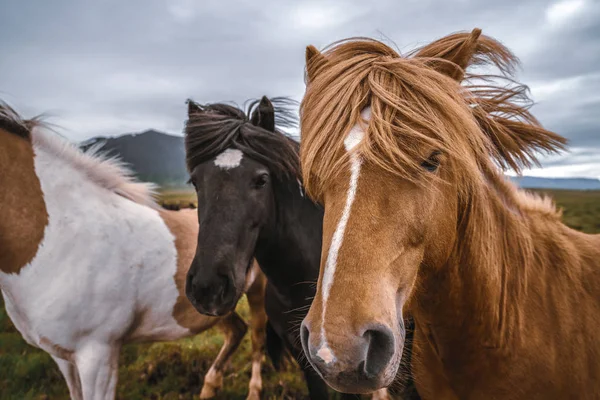 Cheval islandais dans la nature pittoresque de l'Islande. — Photo