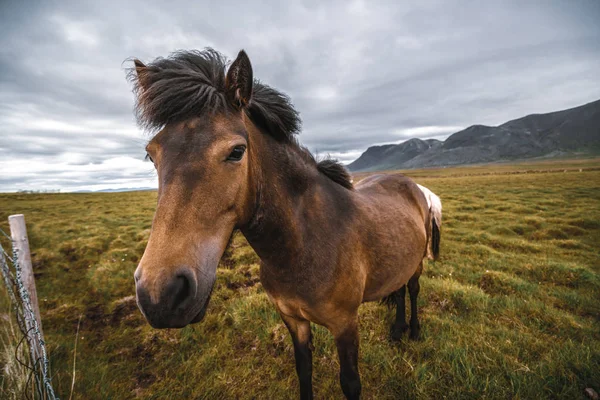 Icelandic horse in scenic nature of Iceland. — Stock Photo, Image