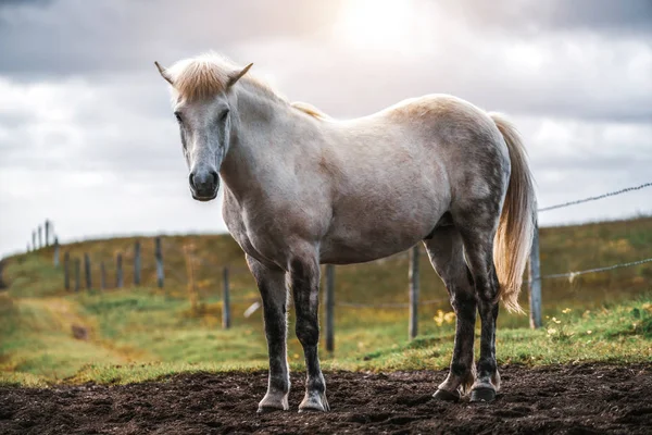 Cavalo islandês na natureza cênica da Islândia. — Fotografia de Stock