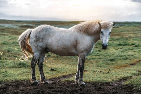 İzlanda 'nın manzaralı doğasında İzlanda atı. — Stok fotoğraf