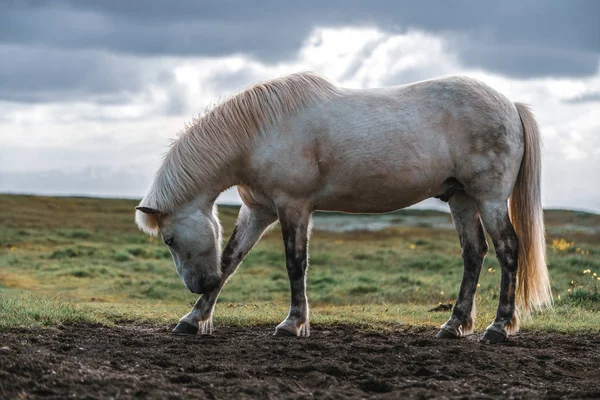Caballo islandés en la naturaleza escénica de Islandia. — Foto de Stock