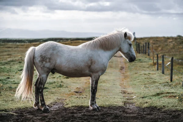 Cheval islandais dans la nature pittoresque de l'Islande. — Photo