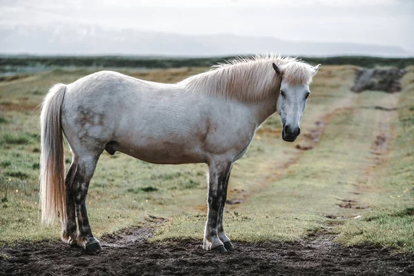 Cavalo islandês na natureza cênica da Islândia. — Fotografia de Stock