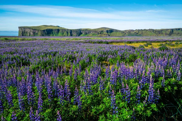 ヴィック・アイスランドのルパンの花畑. — ストック写真
