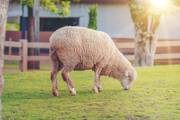 Schapen op groene grasveld in boerderij huis. — Stockfoto