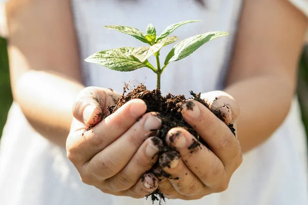 Jeune plante arbre germe dans la main de la femme . — Photo