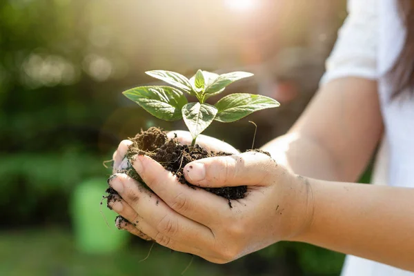 Jeune plante arbre germe dans la main de la femme . — Photo