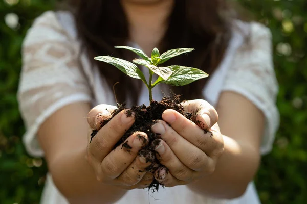 Ung Plant träd gro i kvinnans hand. — Stockfoto