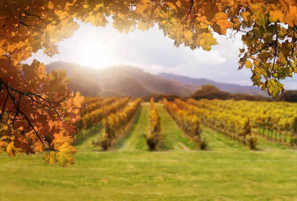 Herbstblätter mit verschwommenem Hintergrund in Transsilvanien — Stockfoto