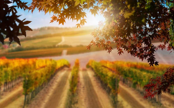 Herfst bladeren met vervagende wijngaard op de achtergrond. — Stockfoto