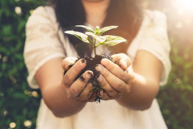 Genç bitki ağacı dişi ellerde filizlenir. Tarım ve çevreyi koruma kavramı.