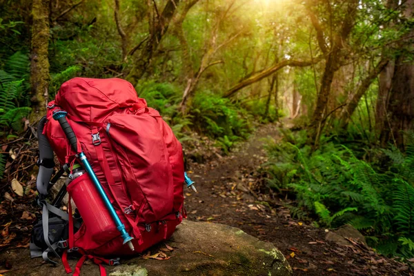 Roter Rucksack Und Wanderausrüstung Auf Felsen Regenwald Von Tasmanien Australien — Stockfoto