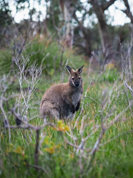 Wilde Wallaby Hoppen Struiken Tasmanië Australië — Stockfoto