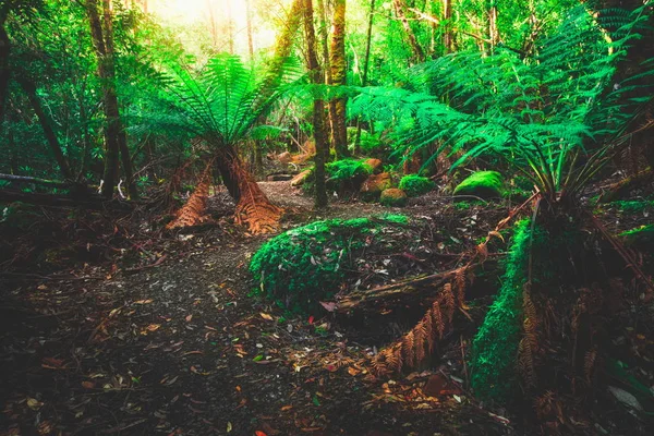 Path in lush tropical rainforest jungle in Tasman peninsula, Tasmania, Australia. Ancient jurassic age jungle part of three capes track, famous bush walking of Tasmania, Australia.