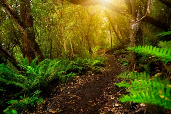 Path in lush tropical rainforest jungle in Tasman peninsula, Tasmania, Australia. Ancient jurassic age jungle part of three capes track, famous bush walking of Tasmania, Australia.