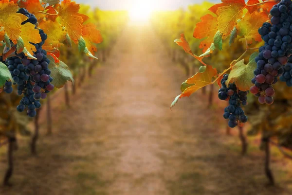 Uvas Viñedo Paisaje Otoñal Concepto Bodega Agricultura Cata Vinos — Foto de Stock