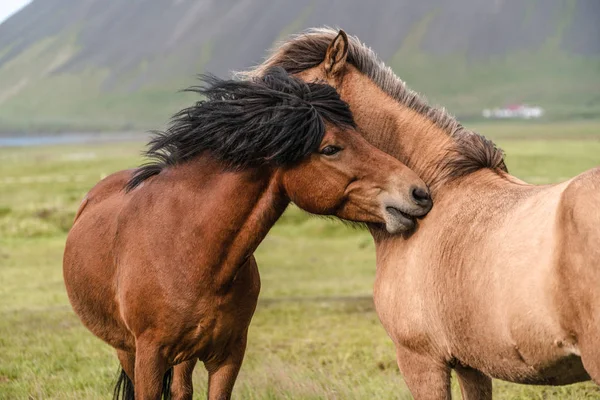 Icelandic horse in scenic nature of Iceland. — Stock Photo, Image