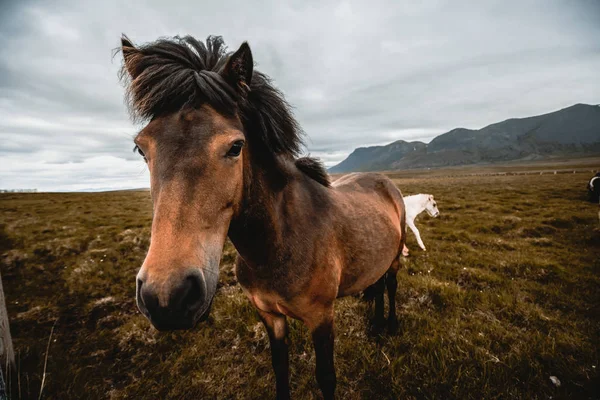 アイスランドの風景の中にアイスランドの馬. — ストック写真