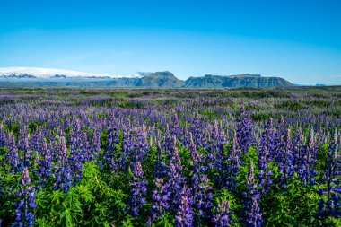Vik İzlanda 'daki Lupine çiçek tarlası.