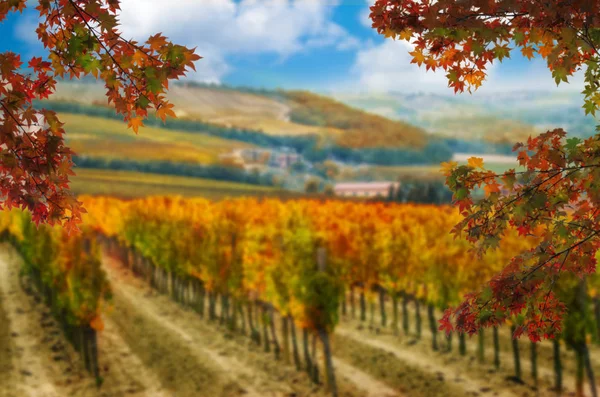 Folhas de outono com vinhedo desfocado no fundo . — Fotografia de Stock