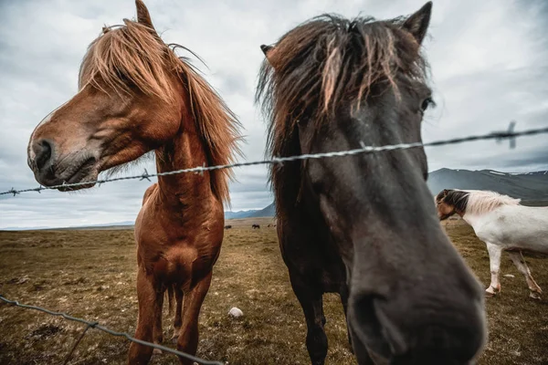 İzlanda 'nın manzaralı doğasında İzlanda atı. — Stok fotoğraf