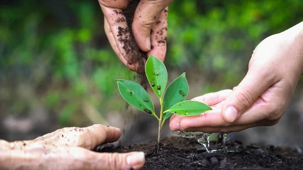 New life of young plant seedling grow in black soil