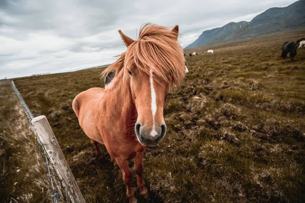 Cavalo islandês na natureza cênica da Islândia. — Fotografia de Stock