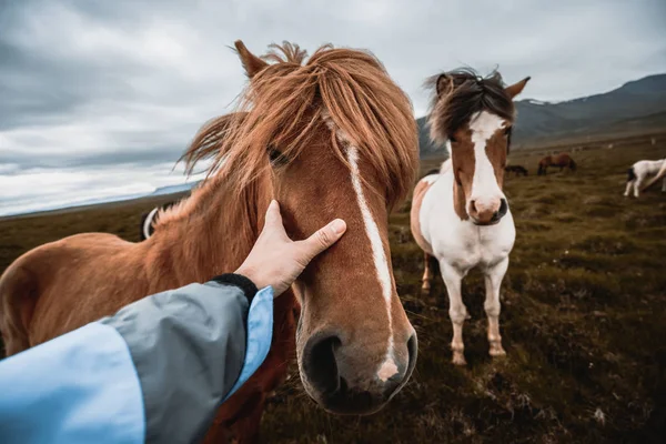 Cavallo islandese nella natura panoramica dell'Islanda. — Foto Stock