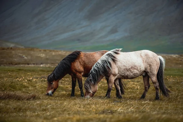 Cavallo islandese nella natura panoramica dell'Islanda. — Foto Stock