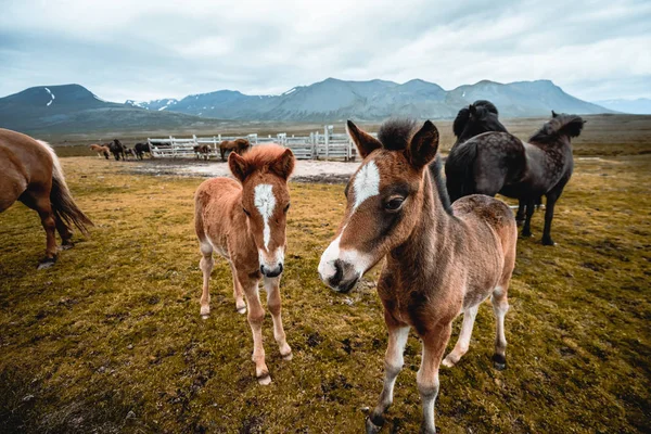 Cavallo islandese nella natura panoramica dell'Islanda. — Foto Stock