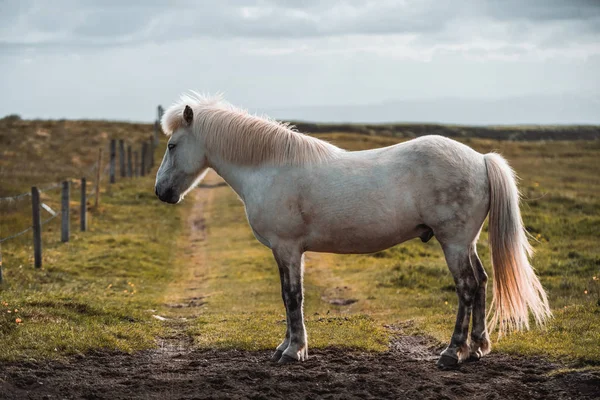 Cavalo islandês na natureza cênica da Islândia. — Fotografia de Stock