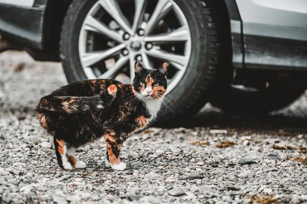 집 밖에서 검은 색과 갈색 고양이. — 스톡 사진