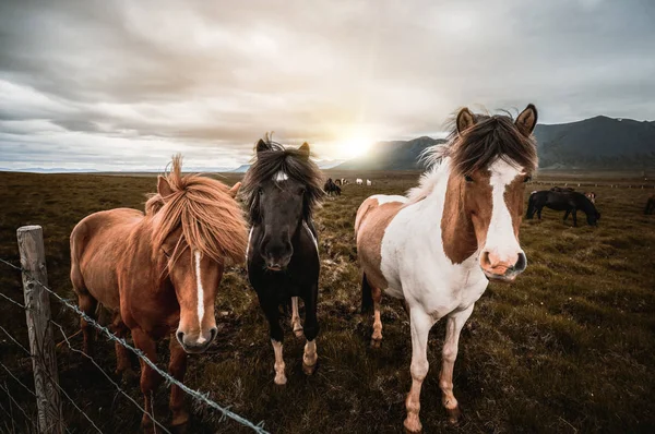 アイスランドの風景の中にアイスランドの馬. — ストック写真