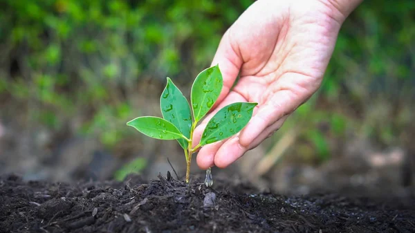 Nytt liv i unga plantor växer i svart jord — Stockfoto