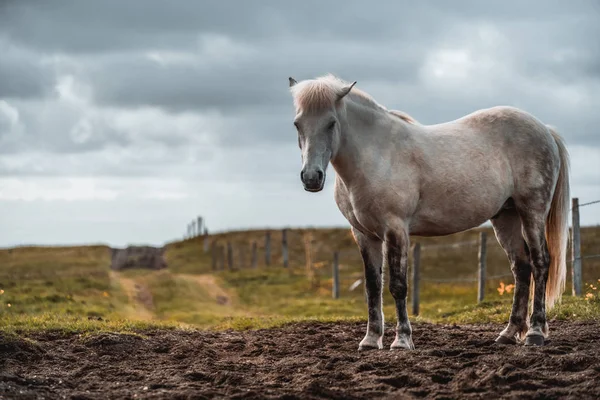 İzlanda 'nın manzaralı doğasında İzlanda atı. — Stok fotoğraf